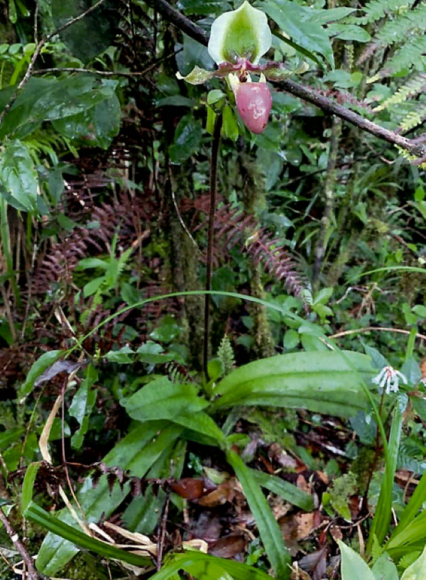 Arten victoriamariae